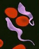 trypanosome-parasite-bg.jpg