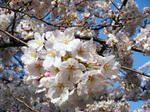 2010_0403_2.JPG