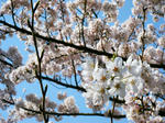 2010_0403_4.JPG