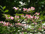 BLOG2011_04300198.JPG