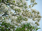 BLOG2011_04300197.JPG