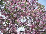 BLOG2011_04300195.JPG