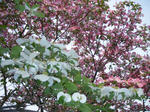 BLOG2011_04300194.JPG