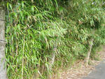 DSCF8506.JPG