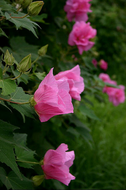 IMG_1479.jpg