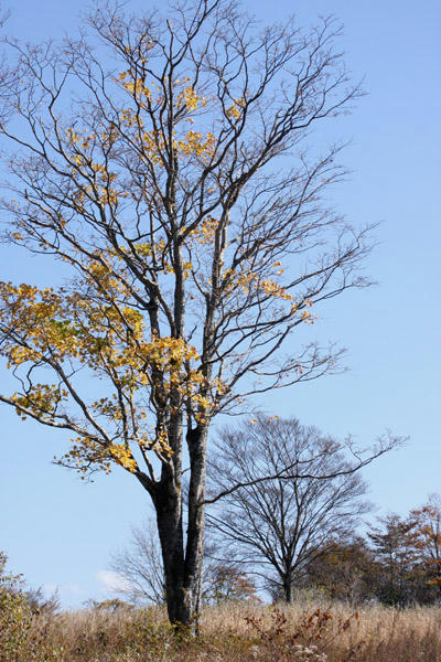 IMG_6738.jpg