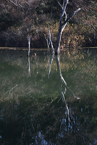 IMG_8532.jpg
