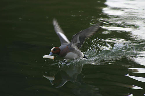 IMG_8551.jpg