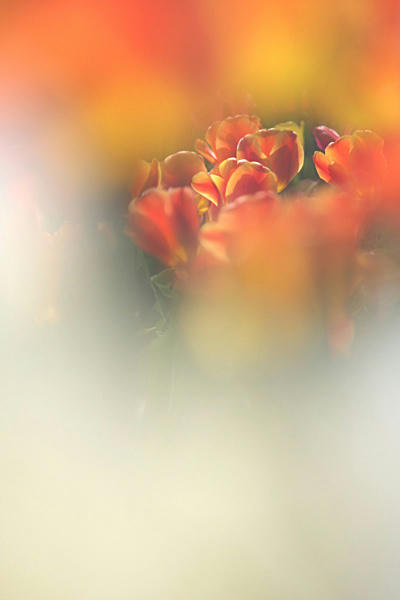 IMG_8794.jpg