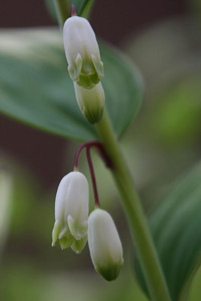 IMG_8931.jpg