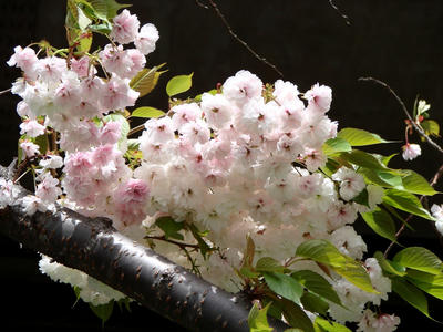 DSC00203-1.JPG