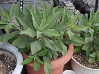 P1000888-1.JPG