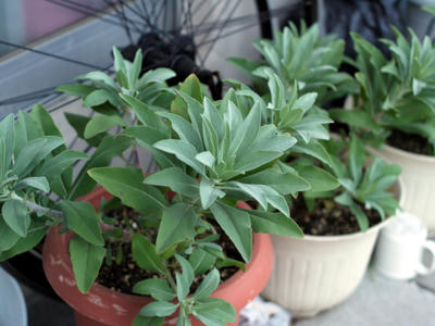 P1010042-1.JPG