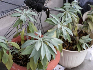 P1010044-1.JPG