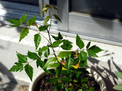 P1010407-1.jpg
