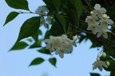 s2009_05100145.jpg
