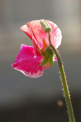 s2009_05120032.jpg