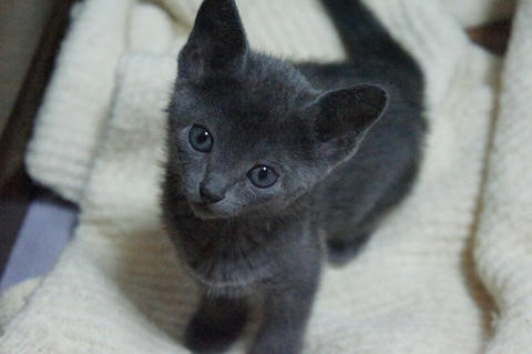 らお