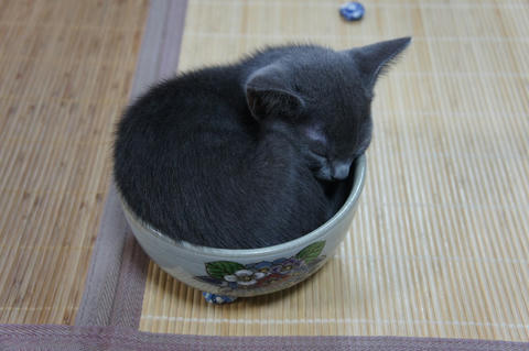 どんぶりねこ