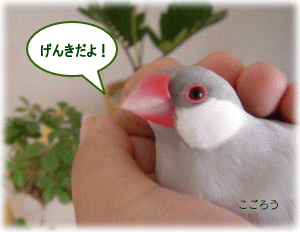 image97.gif