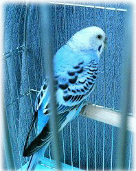 image121.gif