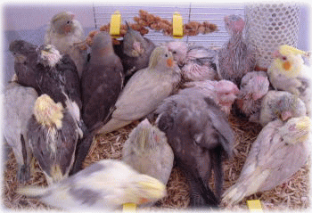 image123.gif