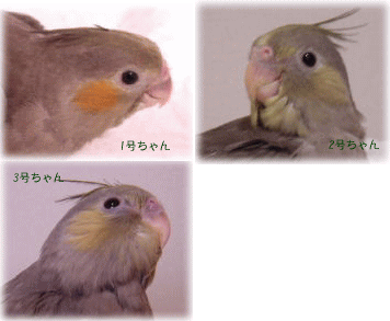 07185f8c.gif