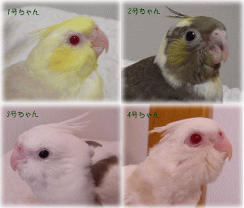 image146.gif