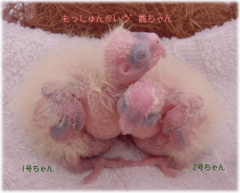 image267.gif