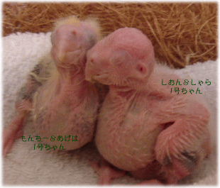 image268.gif