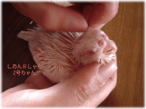 image275.gif