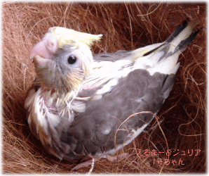 image274.gif