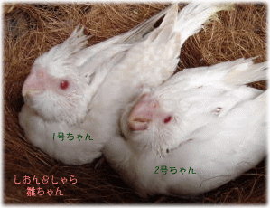 image271.gif