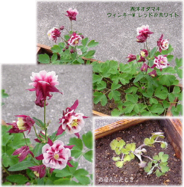 image276.gif