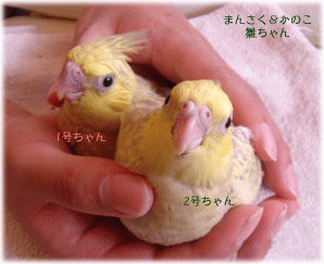 image286.gif