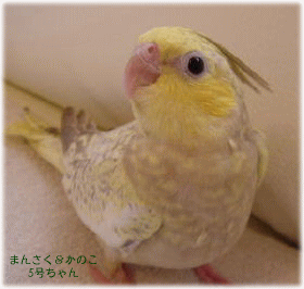 image301.gif