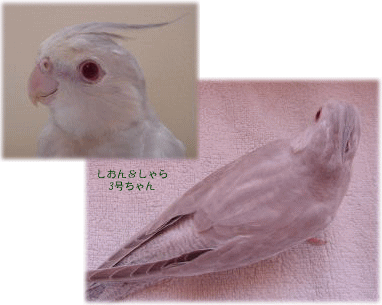 image306.gif
