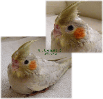 image296.gif