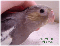 image300.gif