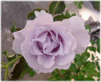 image311.gif