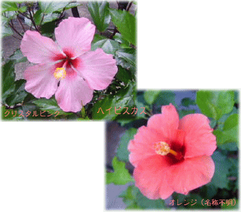 image318.gif