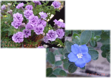 image319.gif