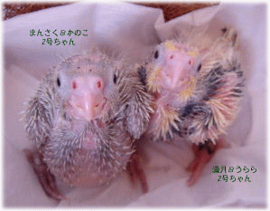 image324.gif