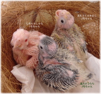image325.gif