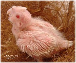 image326.gif