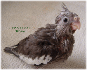 image329.gif