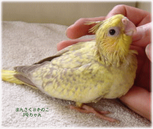 image330.gif