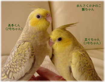 image333.gif