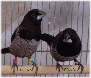 image335.gif