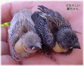 image336.gif